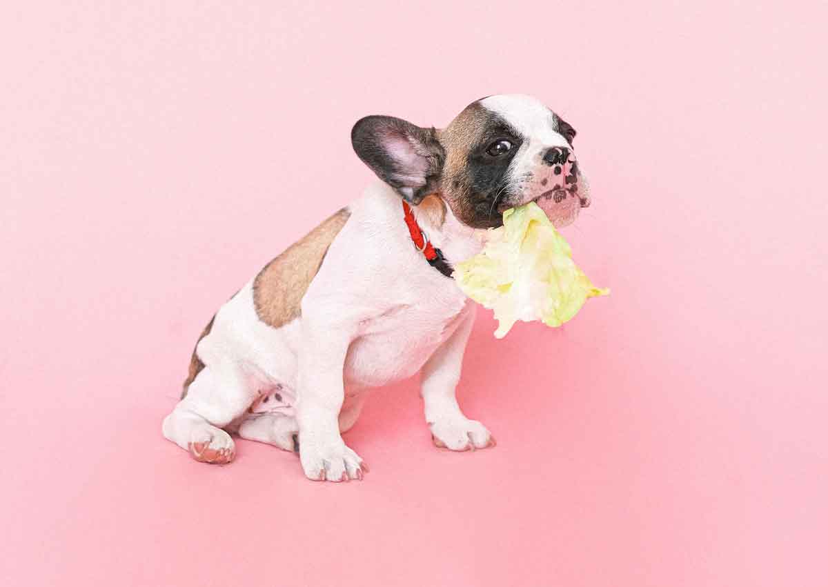 Über Animal Buffet | Schweizer Online-Shop für Qualitäts-Tierfutter